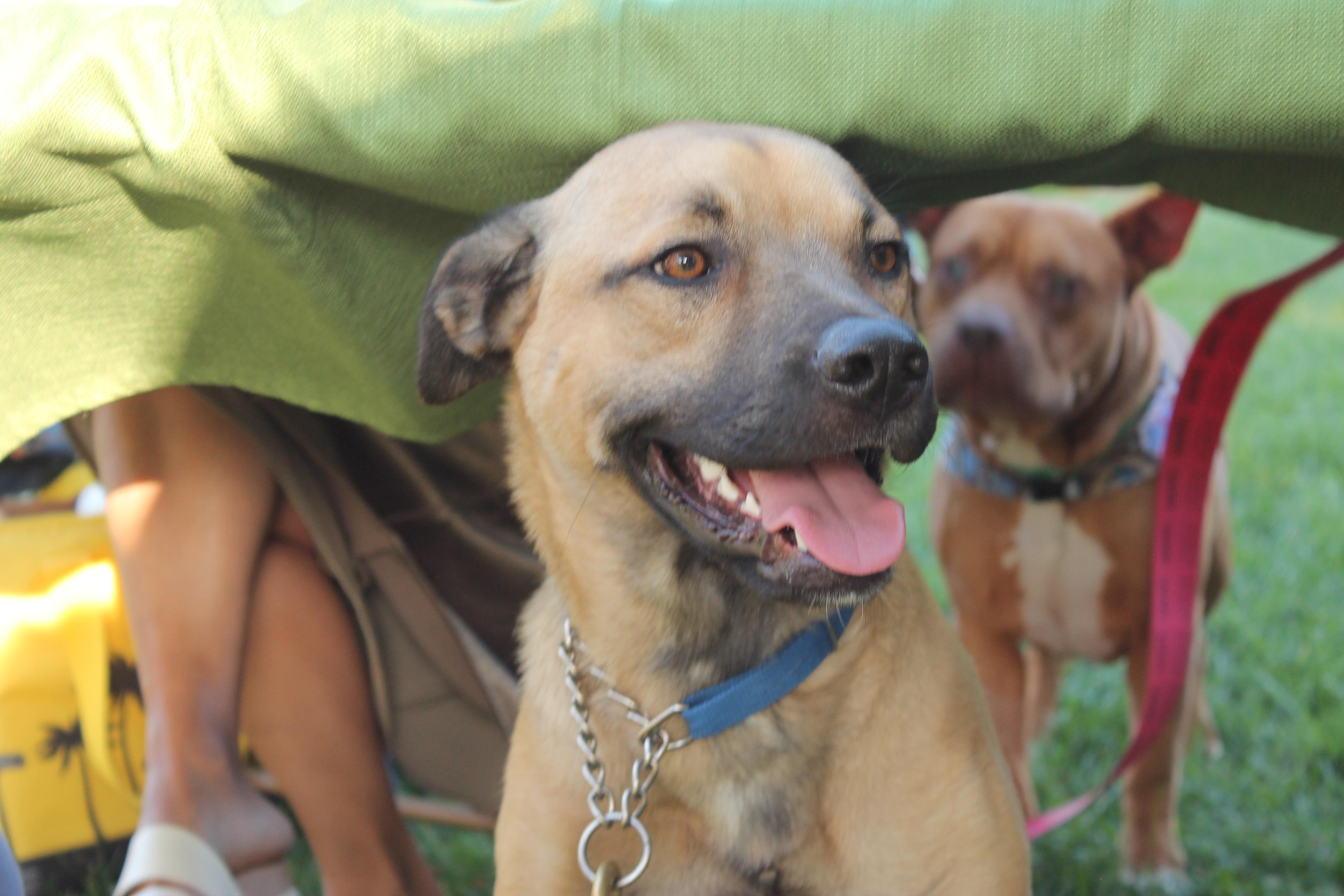 Enlarge Boone, a Adoptable mixed breed in Tracy, CA image 3/6