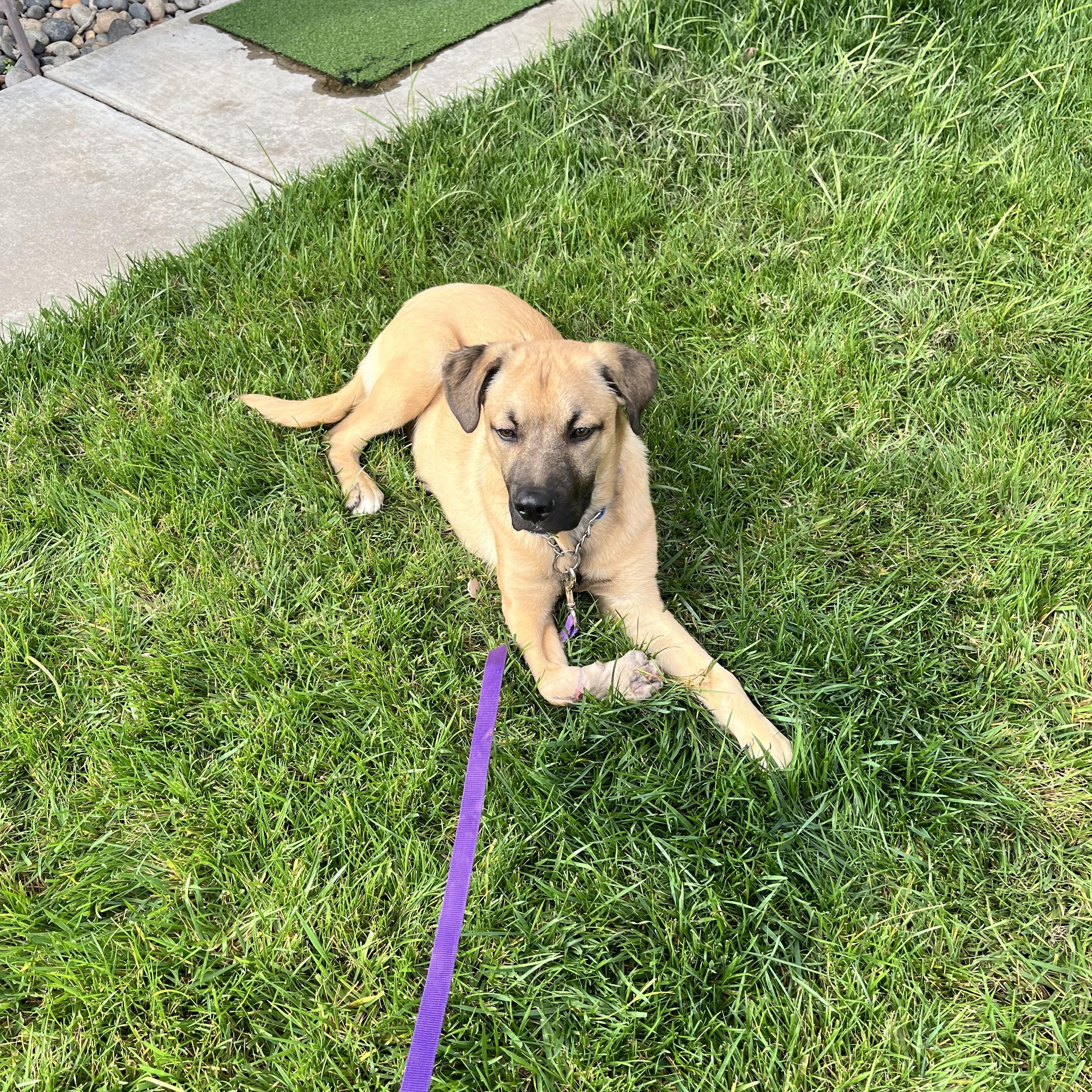 Boone, Adoptable, Young Male German Shepherd Dog.