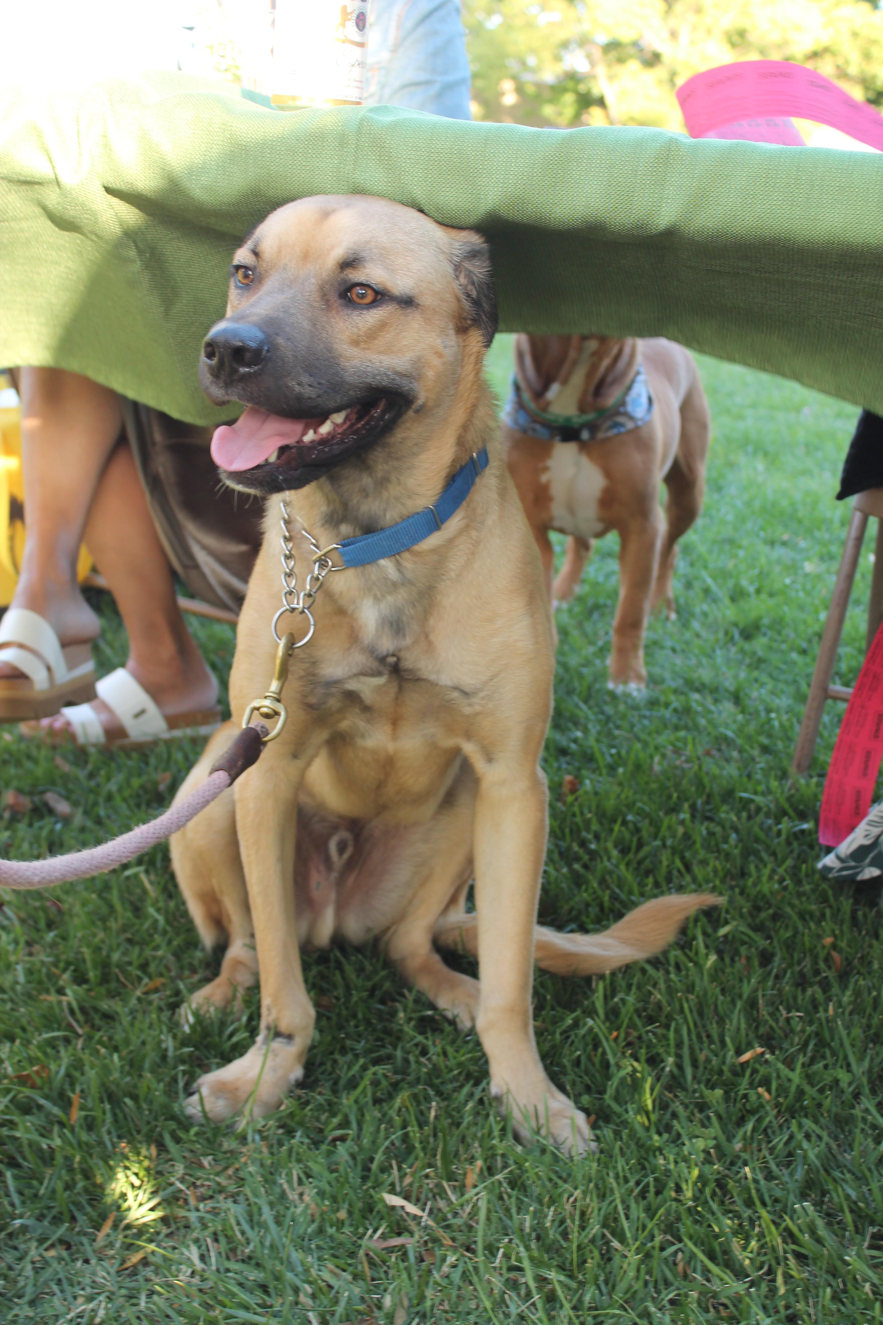 Enlarge Boone, a Adoptable mixed breed in Tracy, CA image 5/6