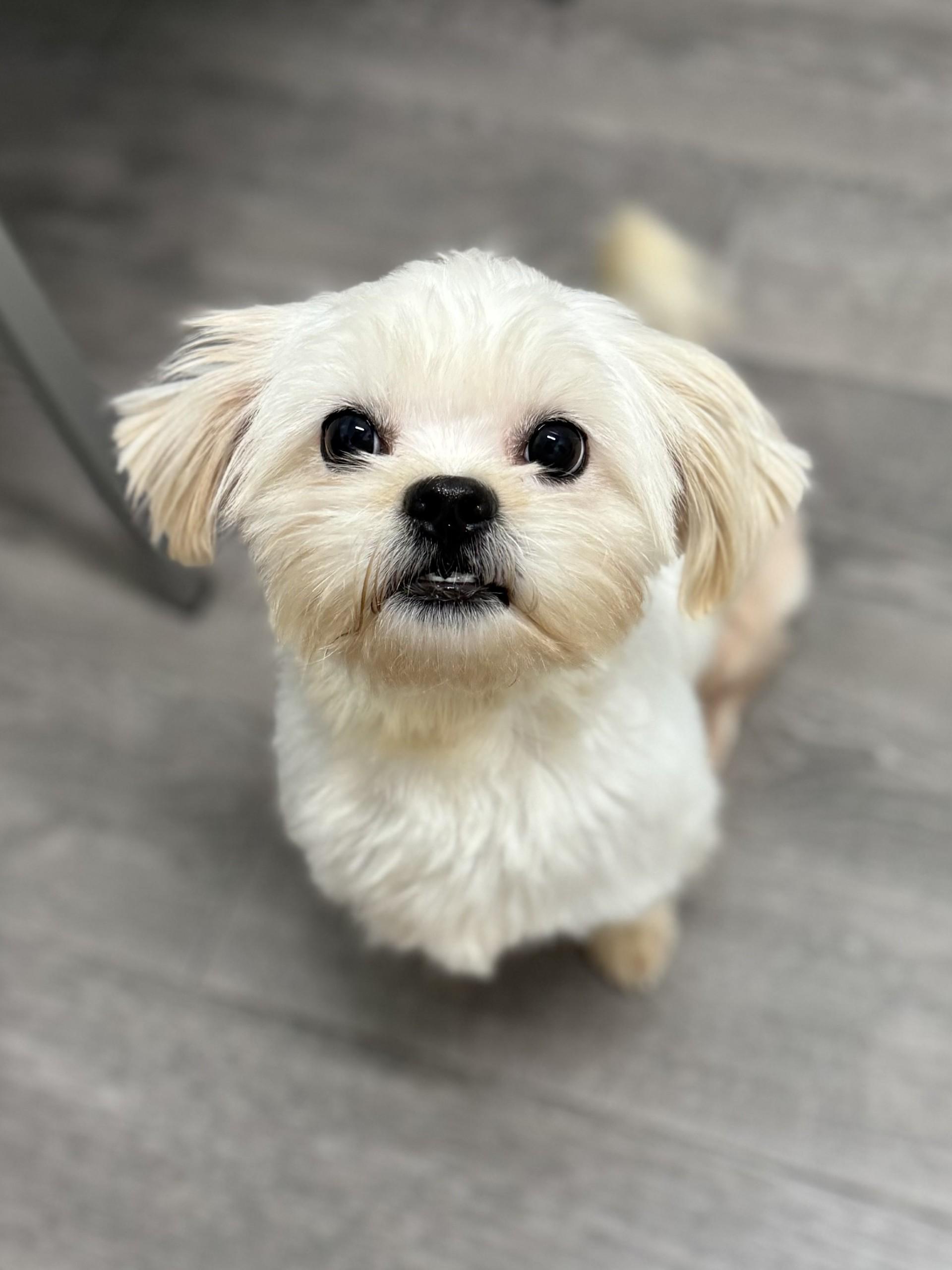 Cashmere, Adoptable, Adult Male Shih Tzu & Lhasa Apso.