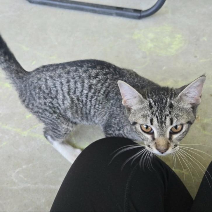 Marley, Adoptable, Young Female Domestic Short Hair.
