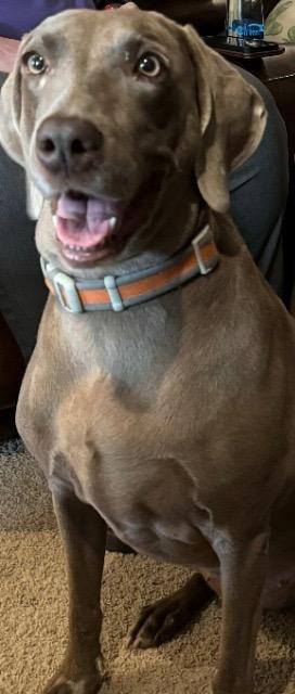 Misty, Adoptable, Senior Female Weimaraner.