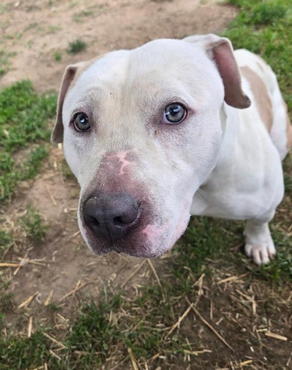 Enlarge Kirby's Dreamland, a Adoptable Pit Bull Terrier in Millersville, MD image 1/1
