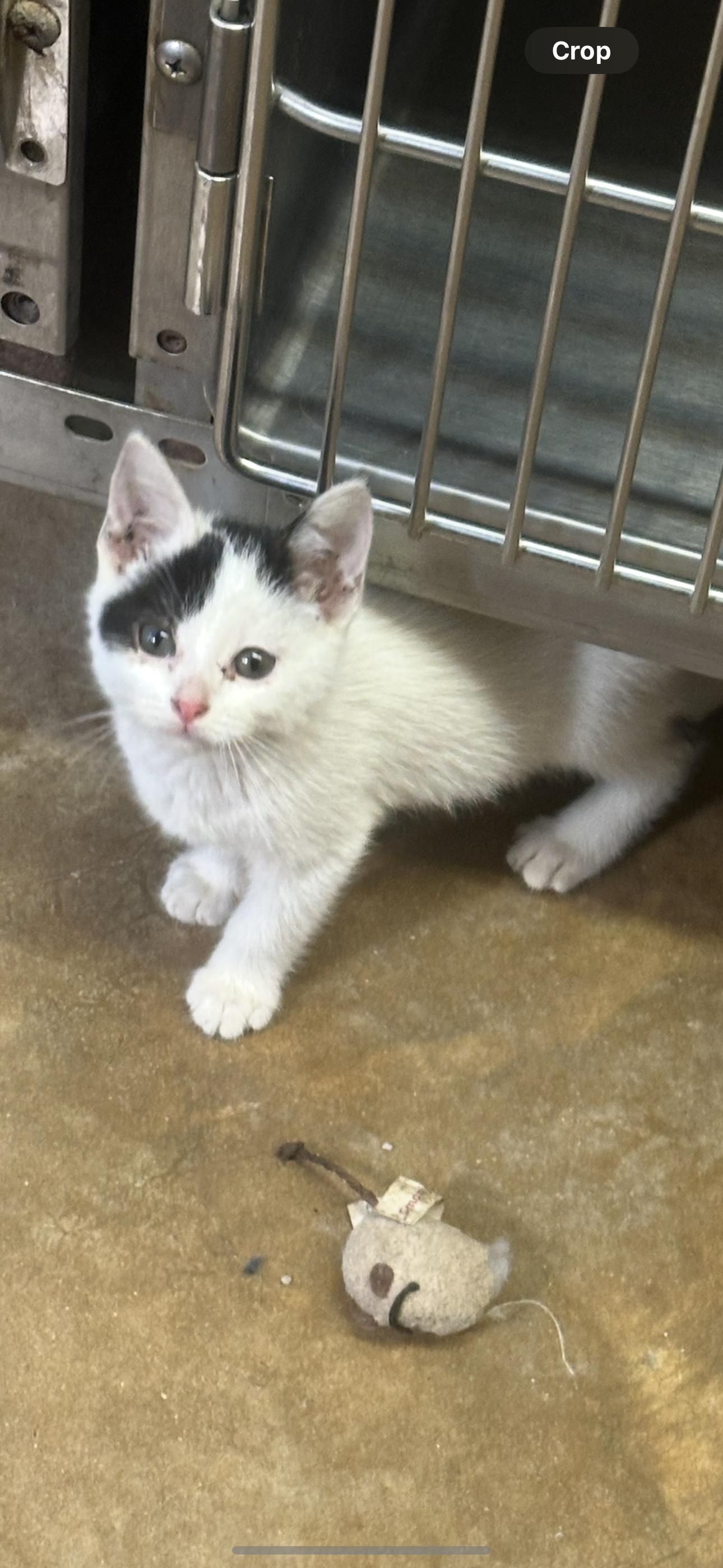 Cindi, Adoptable, Young Female Domestic Short Hair.