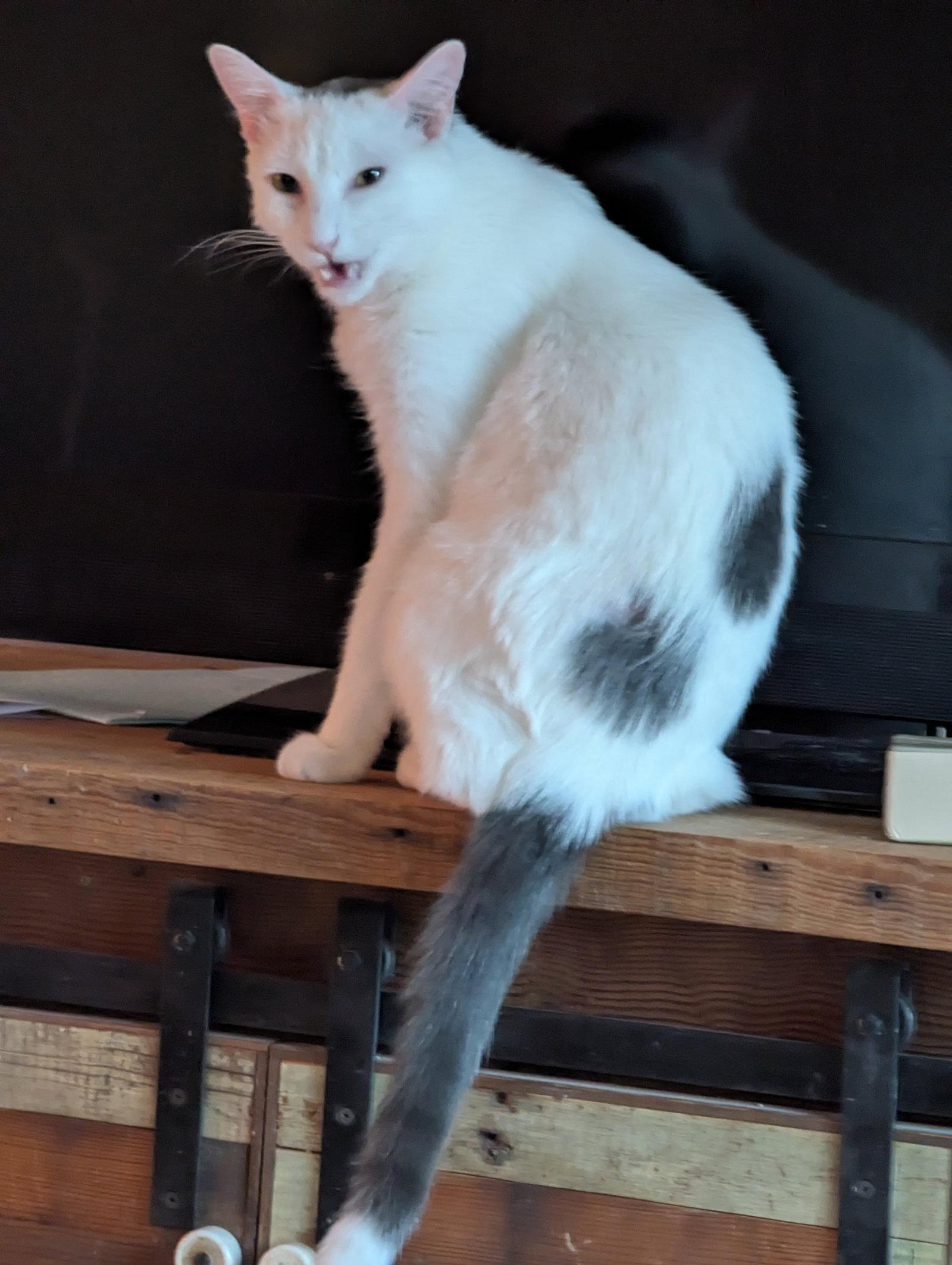 Walter, Adoptable, Adult Male Domestic Short Hair.