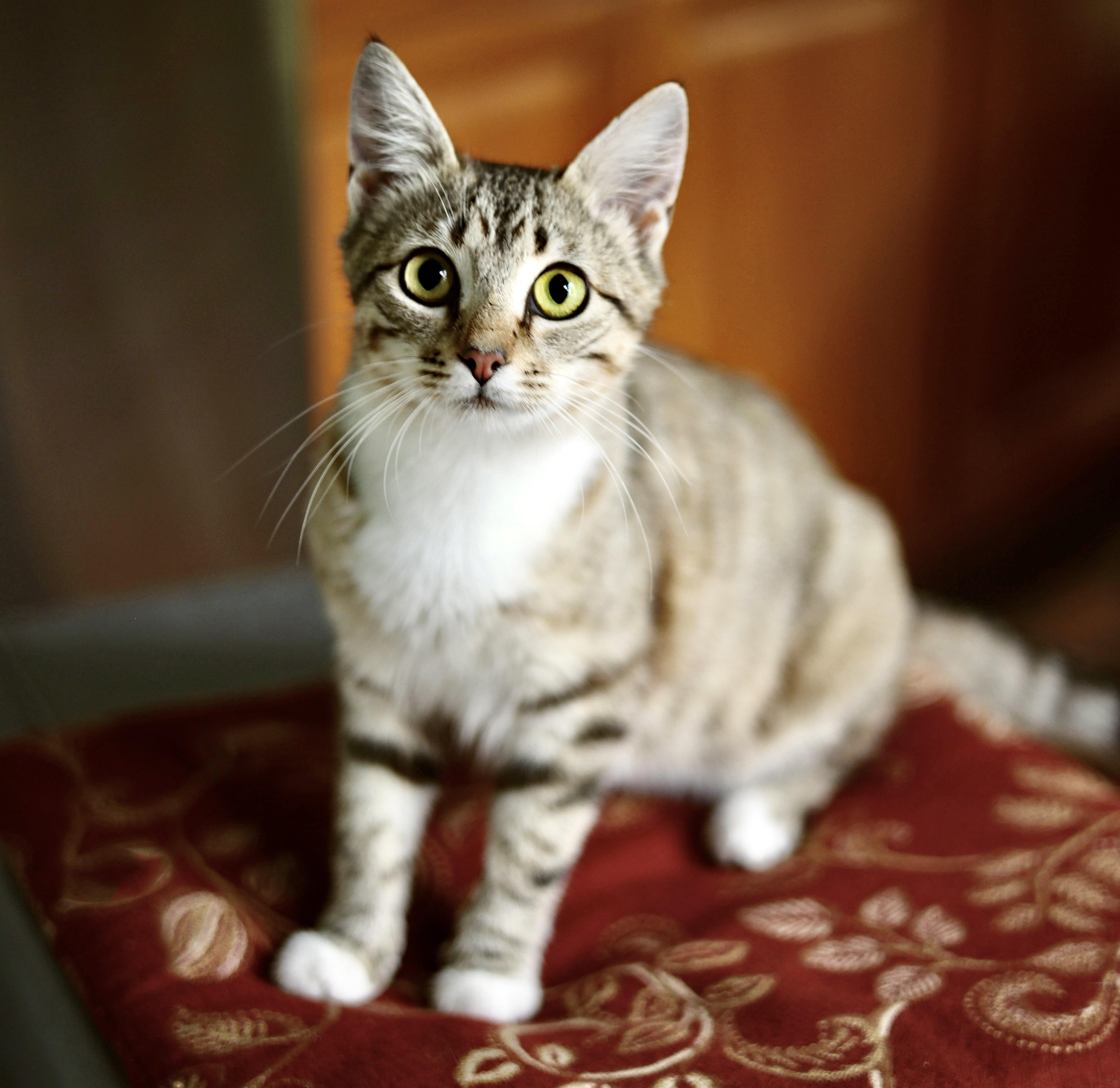 Enlarge Holly Golightly, a Adoptable American Shorthair in Guntersville, AL image 6/6