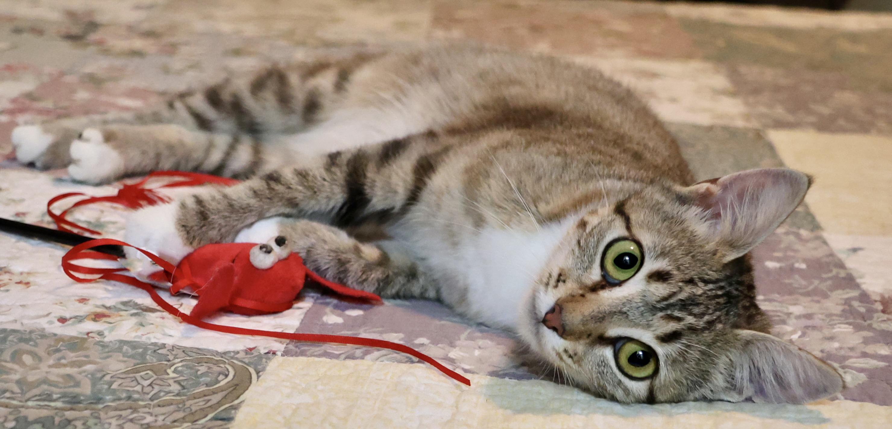 Enlarge Holly Golightly, a Adoptable American Shorthair in Guntersville, AL image 5/6