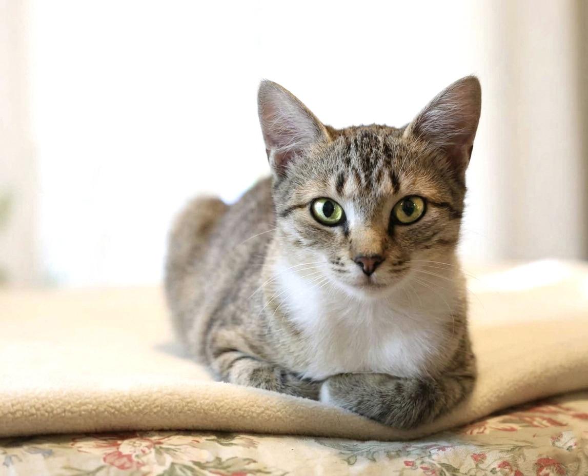 Enlarge Holly, a Adopted Domestic Short Hair in Guntersville, AL image 4/6