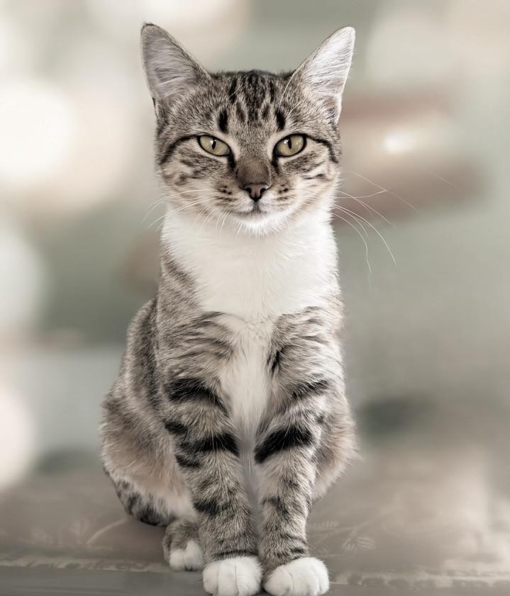 Enlarge Holly, a Adopted Domestic Short Hair in Guntersville, AL image 1/6