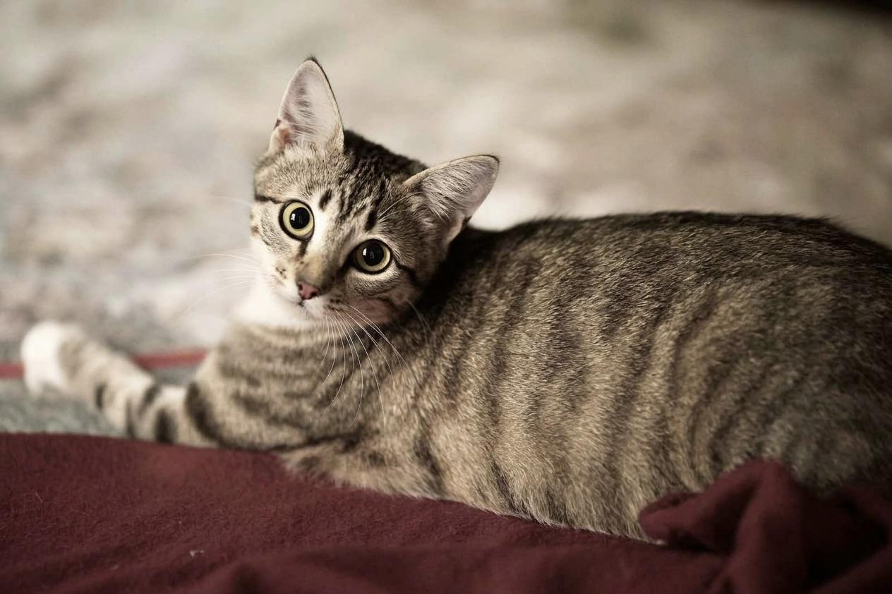 Enlarge Holly Golightly, a Adoptable American Shorthair in Guntersville, AL image 4/6
