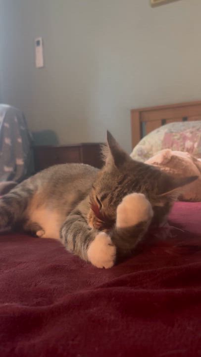 Enlarge Holly, a Adopted Domestic Short Hair in Guntersville, AL video 6/6