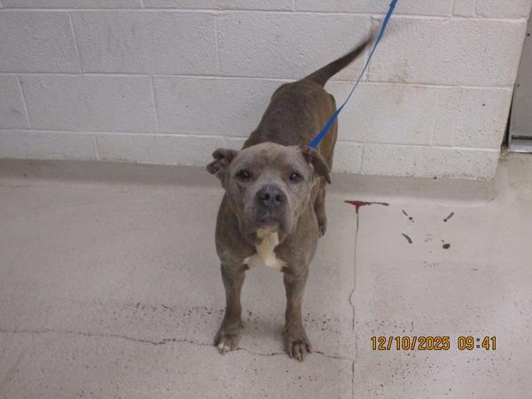 Sandor (57), Adoptable, Adult Male Pit Bull Terrier.