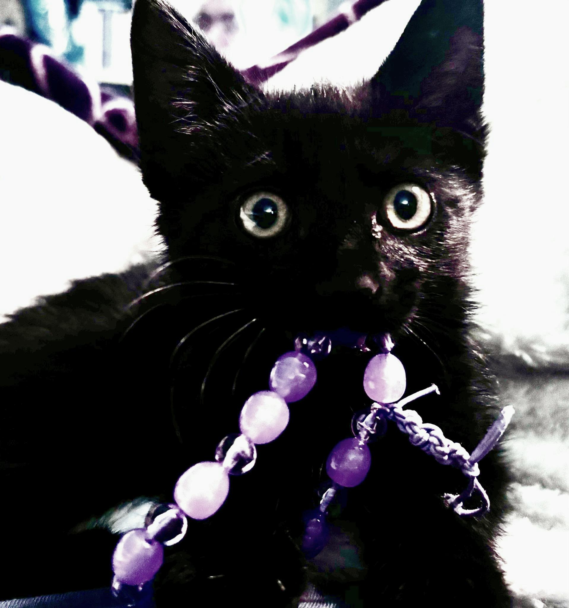 Scooter, Adoptable, Kitten Male Domestic Medium Hair.