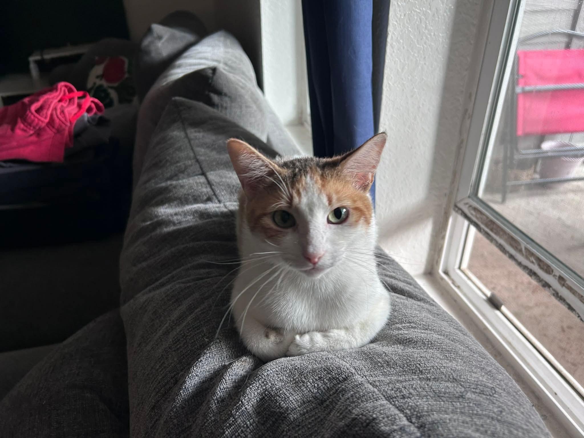 Kit, a ADOPTABLE mixed breed in Gladstone, OR image 1/3