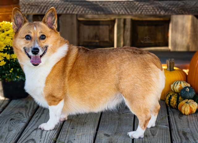 Enlarge ZOEY, a Adopted Corgi in Franklin, TN image 1/3