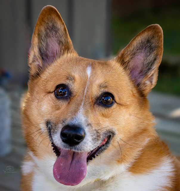 Enlarge ZOEY, a Adopted Corgi in Franklin, TN image 2/3