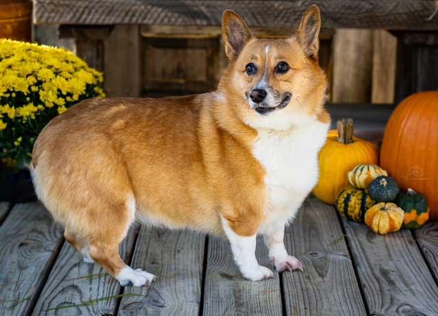 Enlarge ZOEY, a Adopted Corgi in Franklin, TN image 3/3