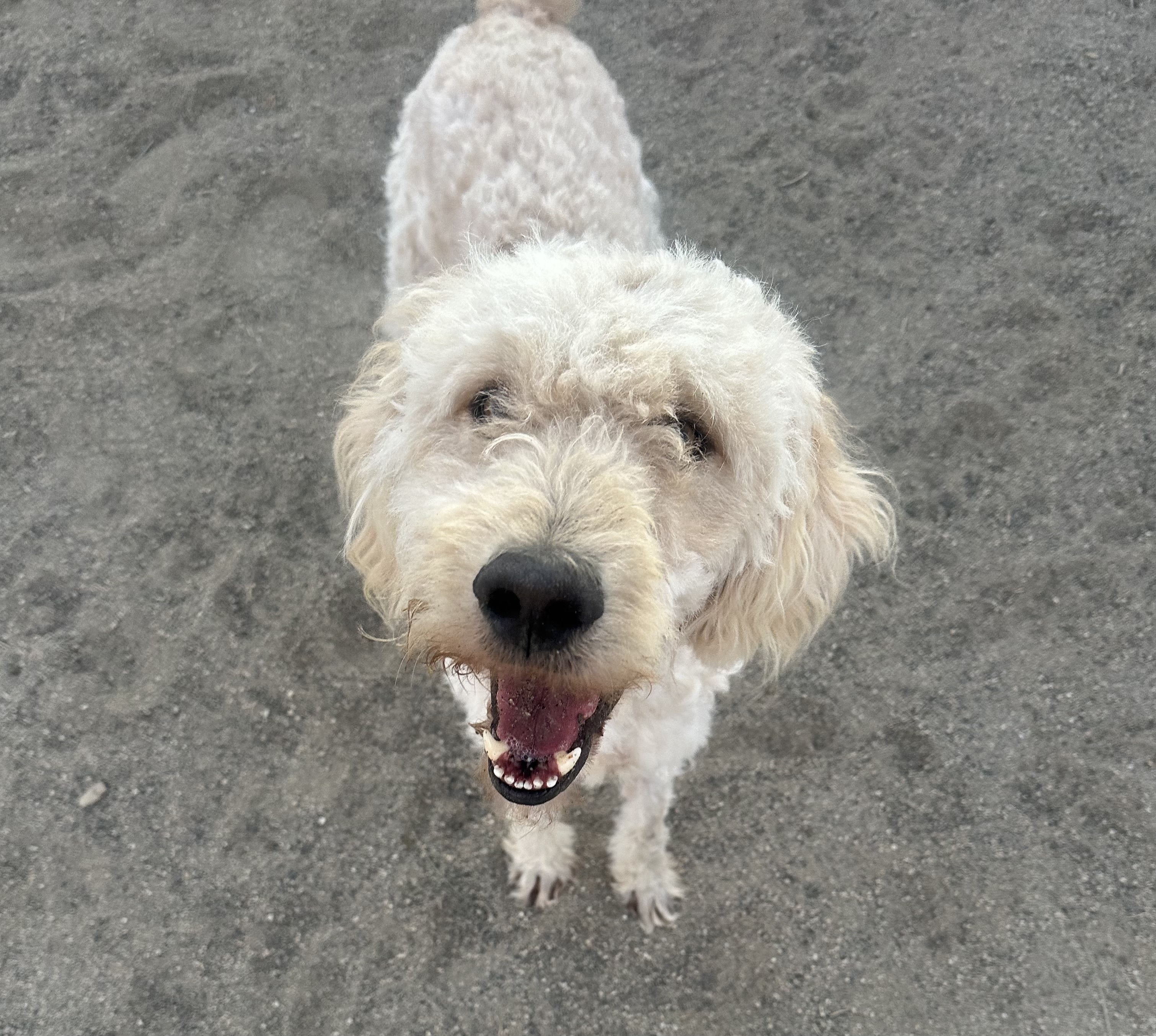 Barry, Adopted, Young Male Labradoodle.