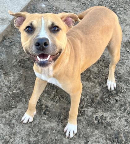 Enlarge Mana, a Adoptable mixed breed in Savannah, GA image 1/3