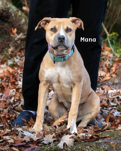 Enlarge Mana, a Adoptable mixed breed in Savannah, GA image 2/3