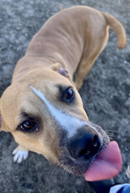 Enlarge Mana, a Adoptable mixed breed in Savannah, GA image 3/3