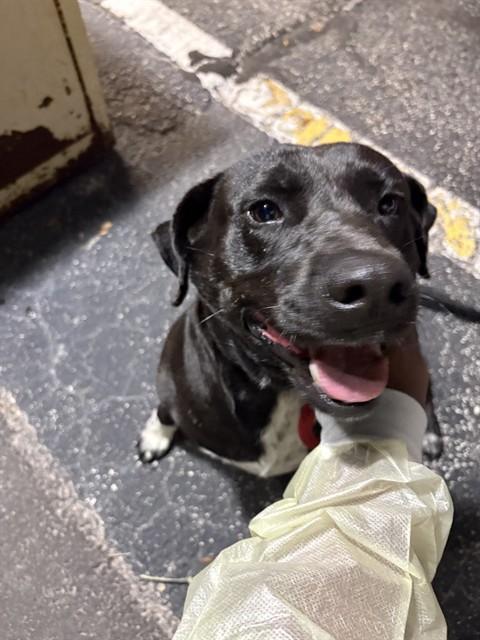Enlarge BERRY, a Adoptable mixed breed in Saint Cloud, FL image 1/1