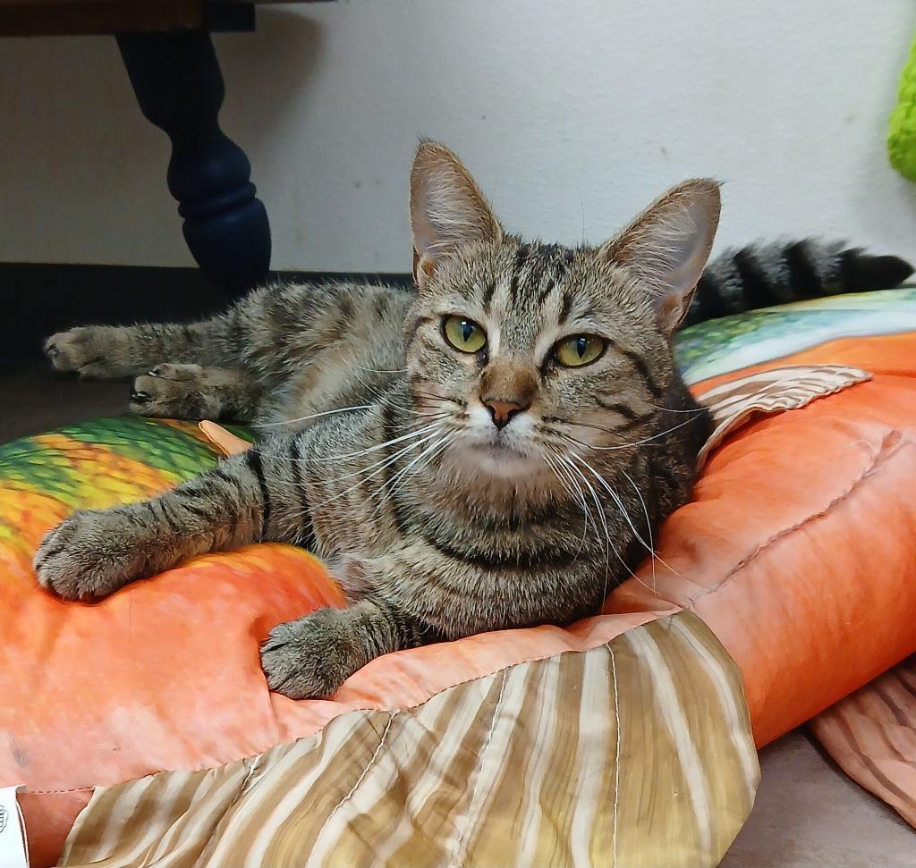 Enlarge Felicity, a Adoptable mixed breed in Sunrise Beach, MO image 1/1