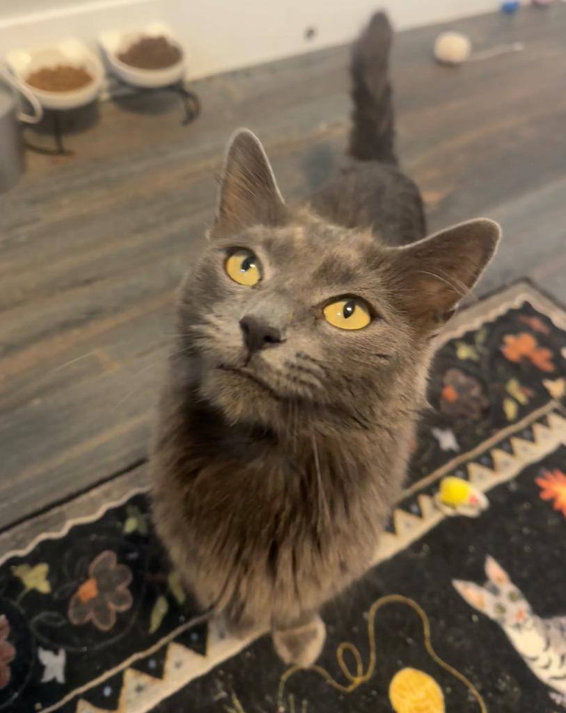 Enlarge Au Jus, a Adoptable mixed breed in Fort Lupton, CO image 1/5