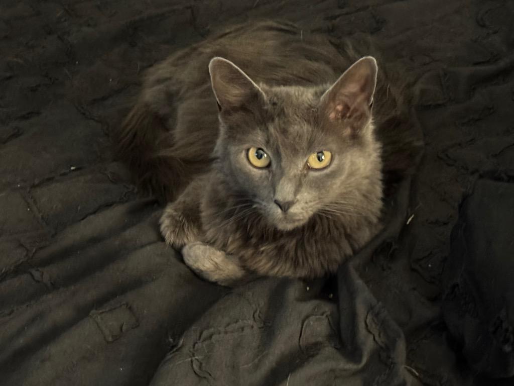 Enlarge Au Jus, a Adoptable mixed breed in Fort Lupton, CO image 2/5