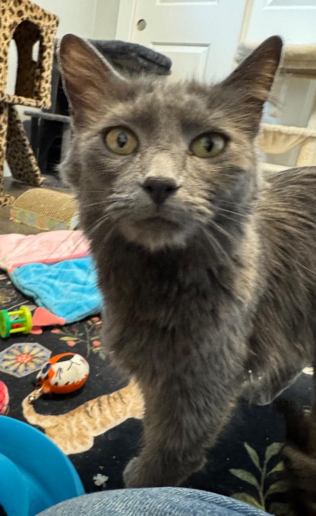 Enlarge Au Jus, a Adoptable mixed breed in Fort Lupton, CO image 3/5