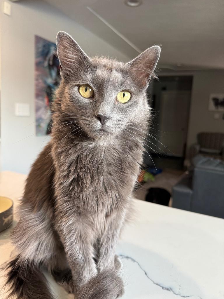 Enlarge Au Jus, a Adoptable mixed breed in Fort Lupton, CO image 5/5