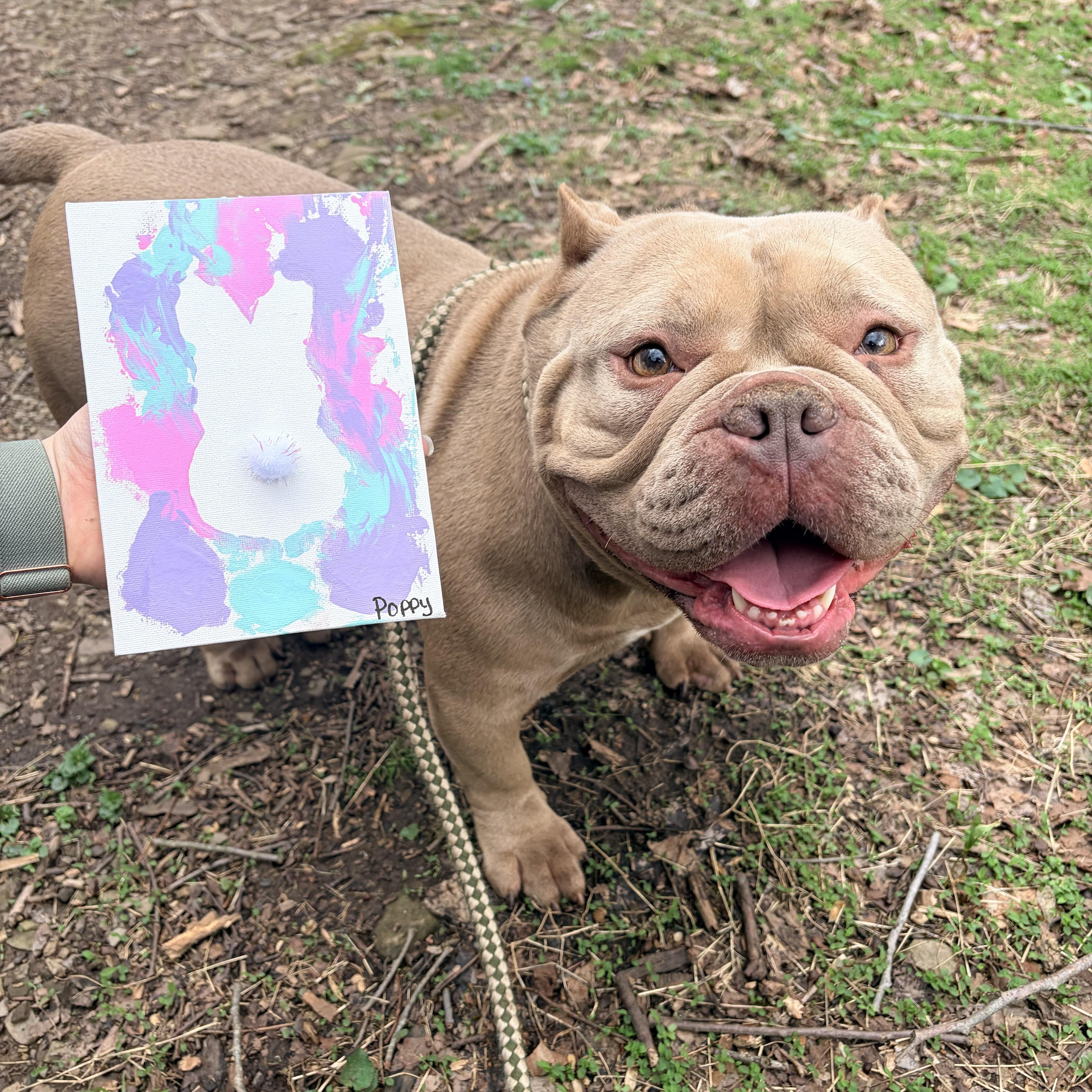 Enlarge Poppy , an adoption pending American Bully in White Oak, PA image 1/5