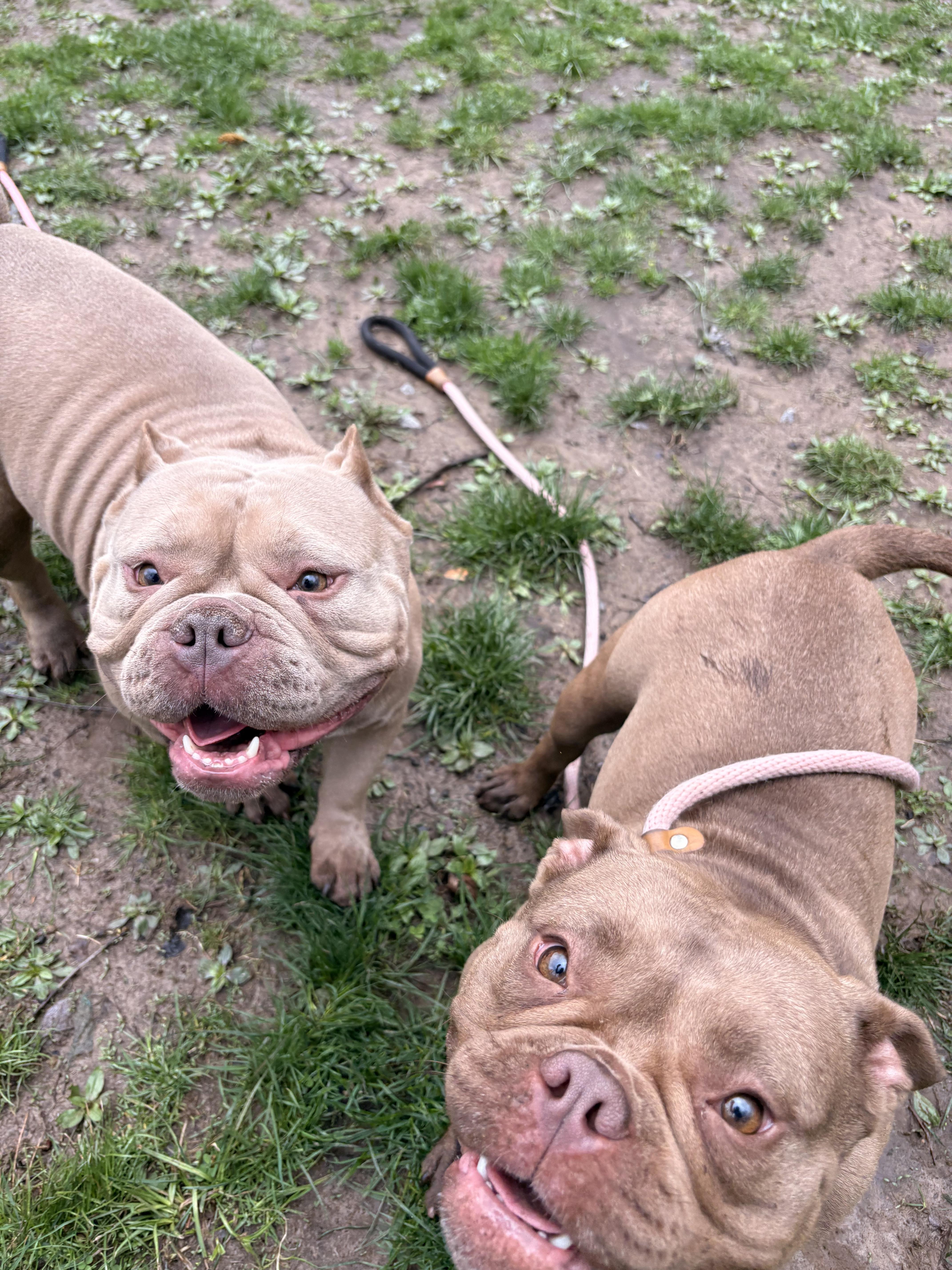 Enlarge Poppy , an adoption pending American Bully in White Oak, PA image 5/5