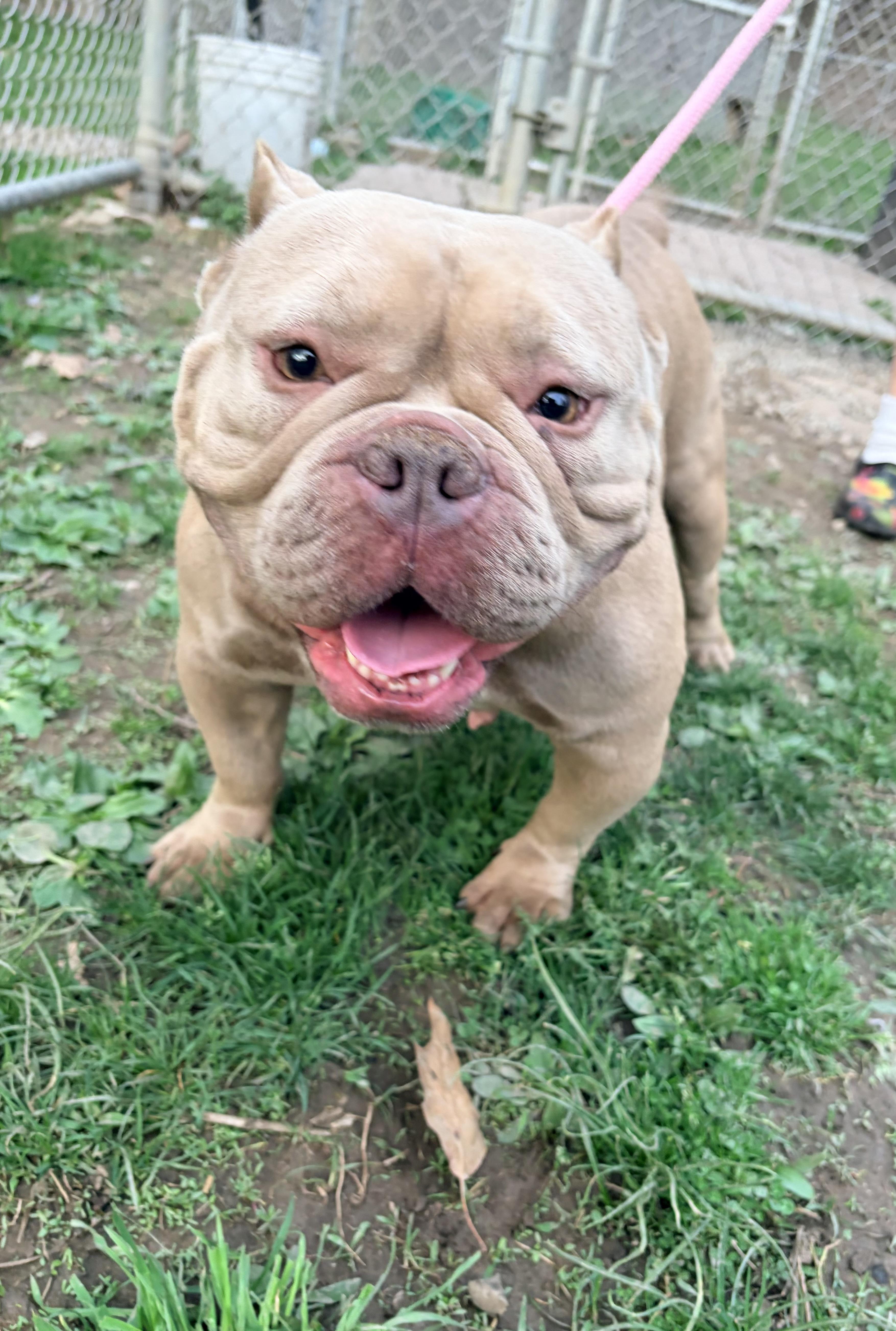 Enlarge Poppy , an adoption pending American Bully in White Oak, PA image 3/5