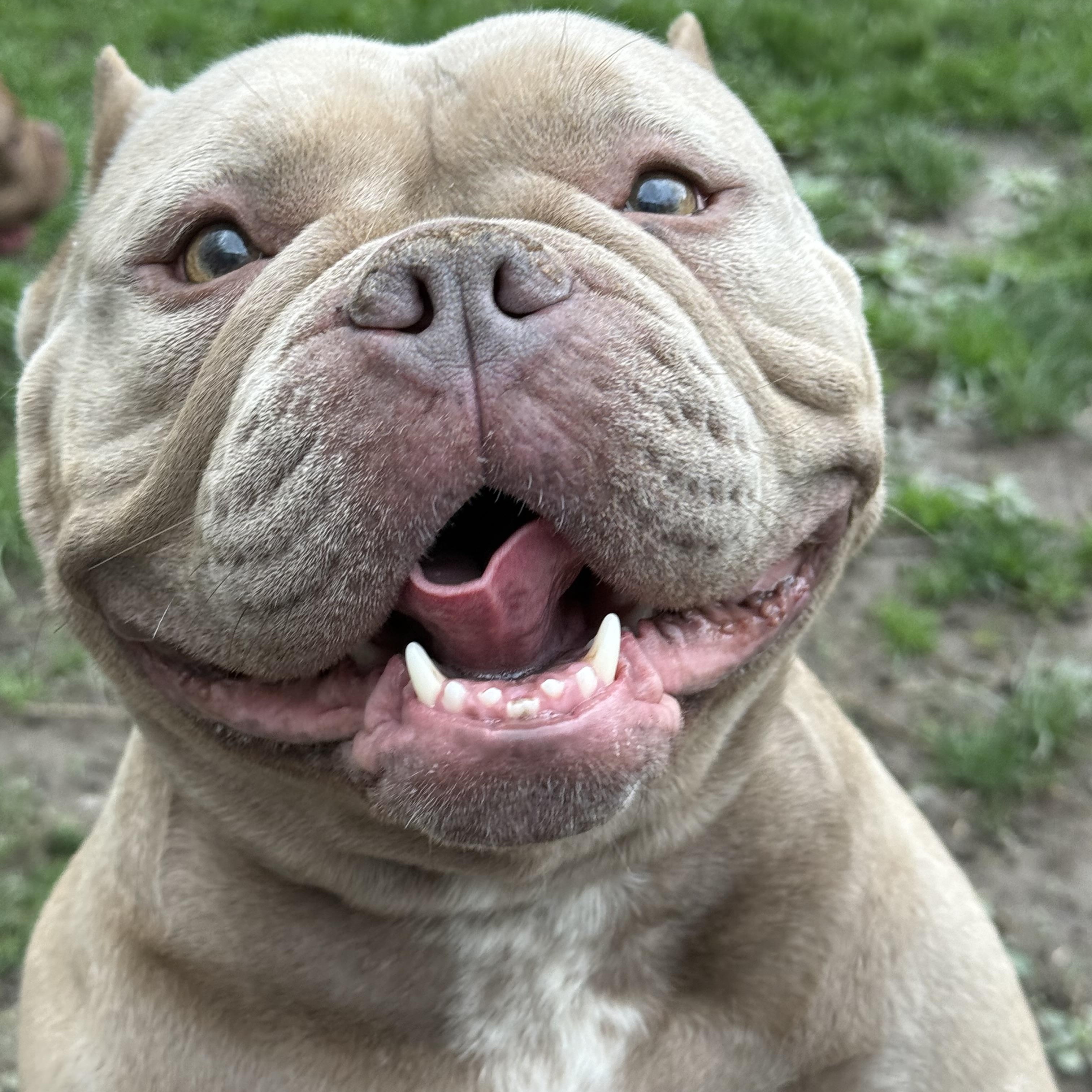 Enlarge Poppy , an adoption pending American Bully in White Oak, PA image 2/5