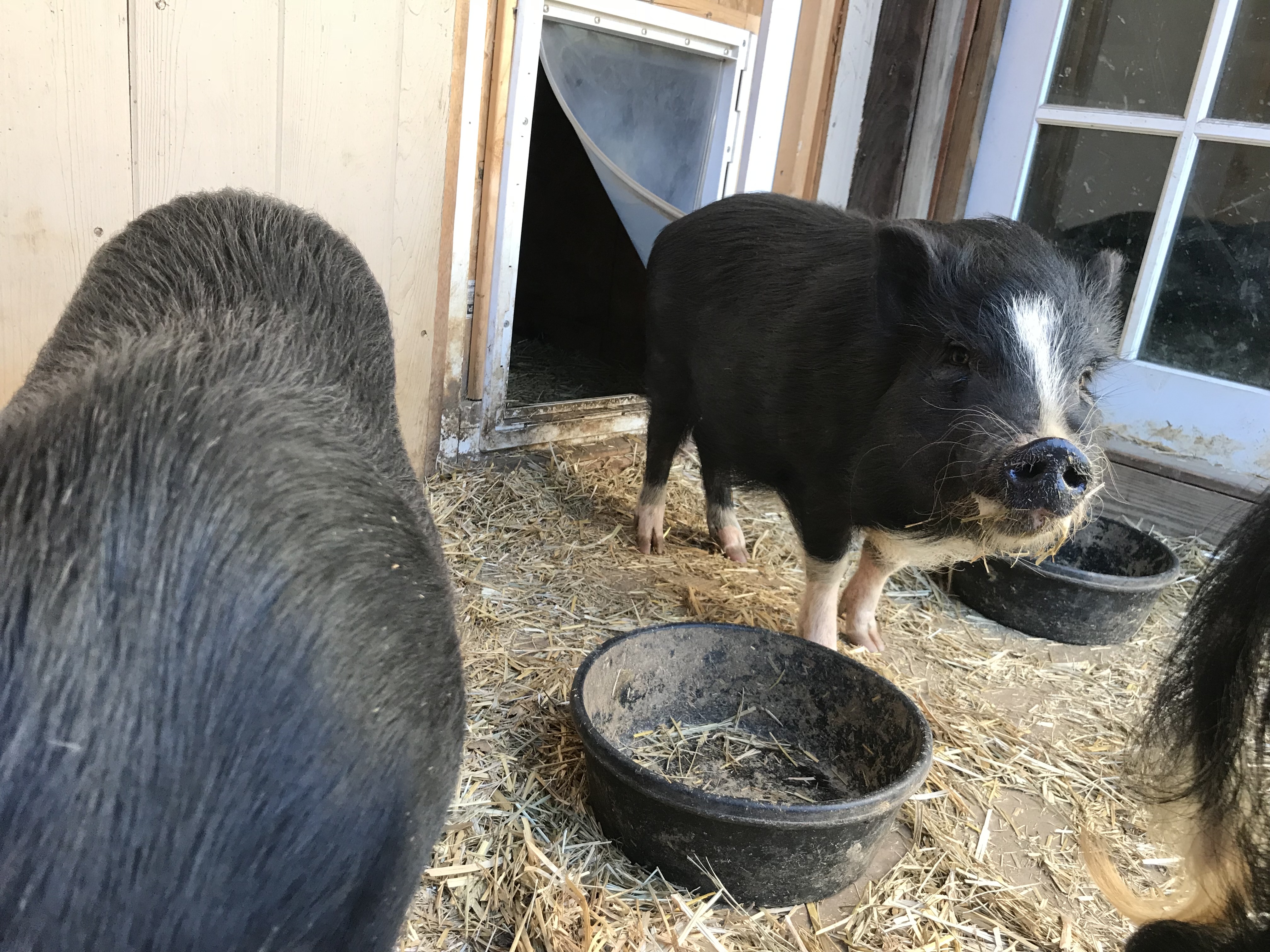 Enlarge Jerry, a Adoptable mixed breed in Durham, NC image 2/8