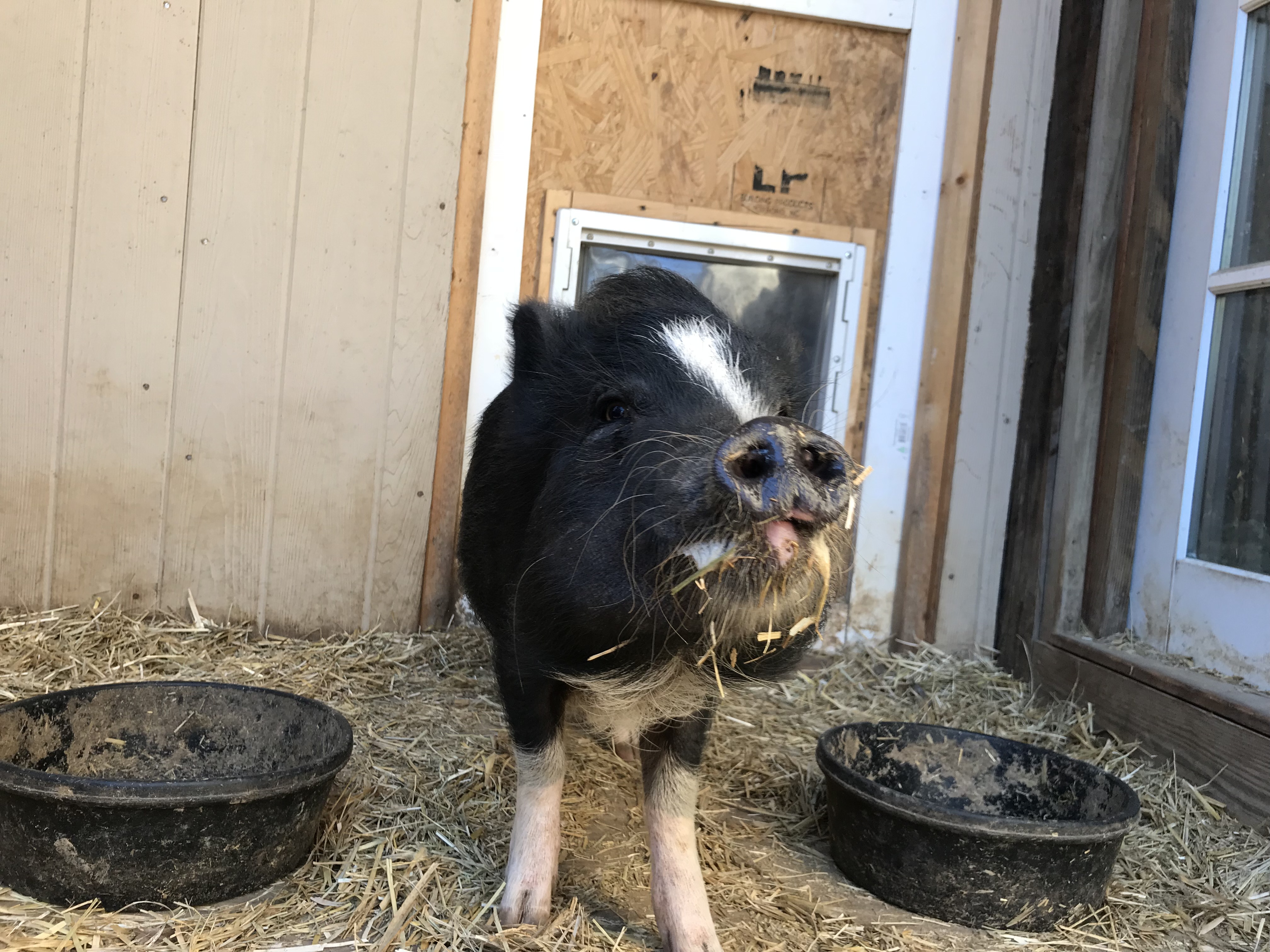Enlarge Jerry, a Adoptable mixed breed in Durham, NC image 4/8