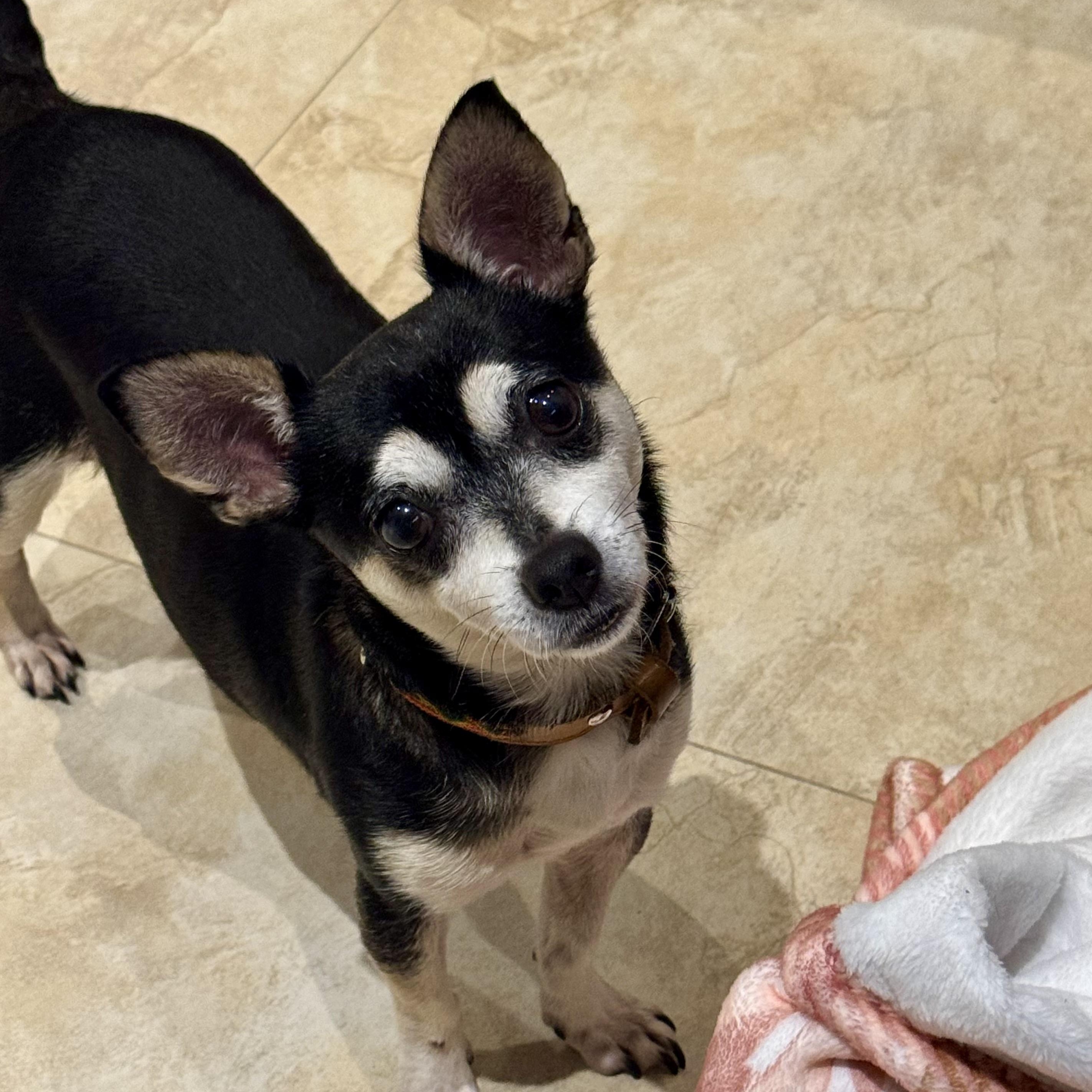 Mimi, a ADOPTABLE Chihuahua in San Juan, PR image 2/5