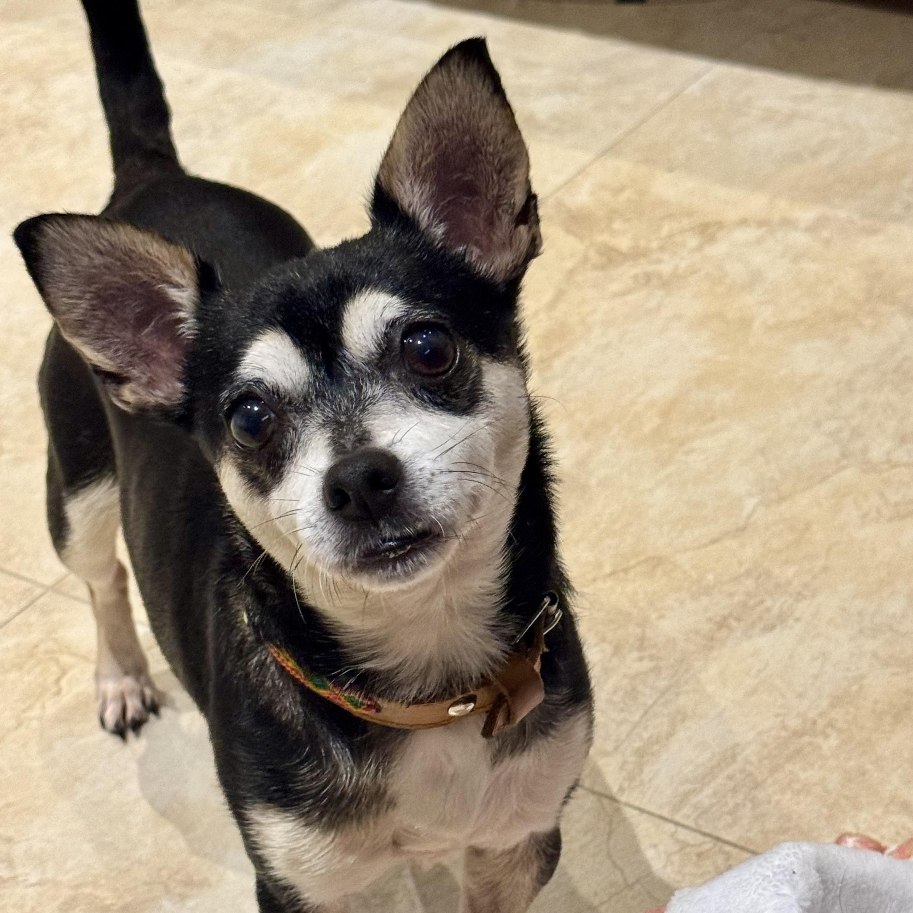 Mimi, a ADOPTABLE Chihuahua in San Juan, PR image 1/5