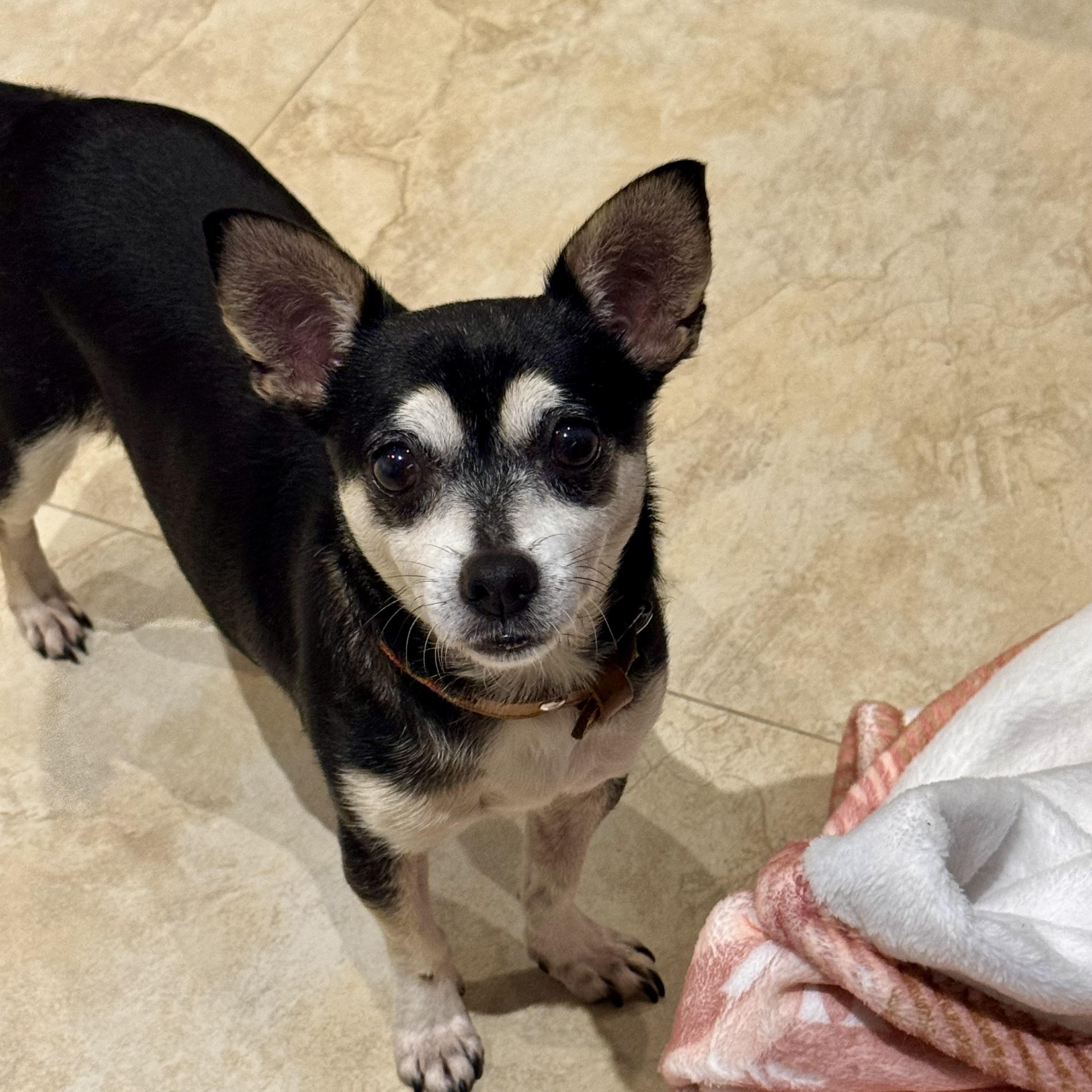 Mimi, a ADOPTABLE Chihuahua in San Juan, PR image 5/5