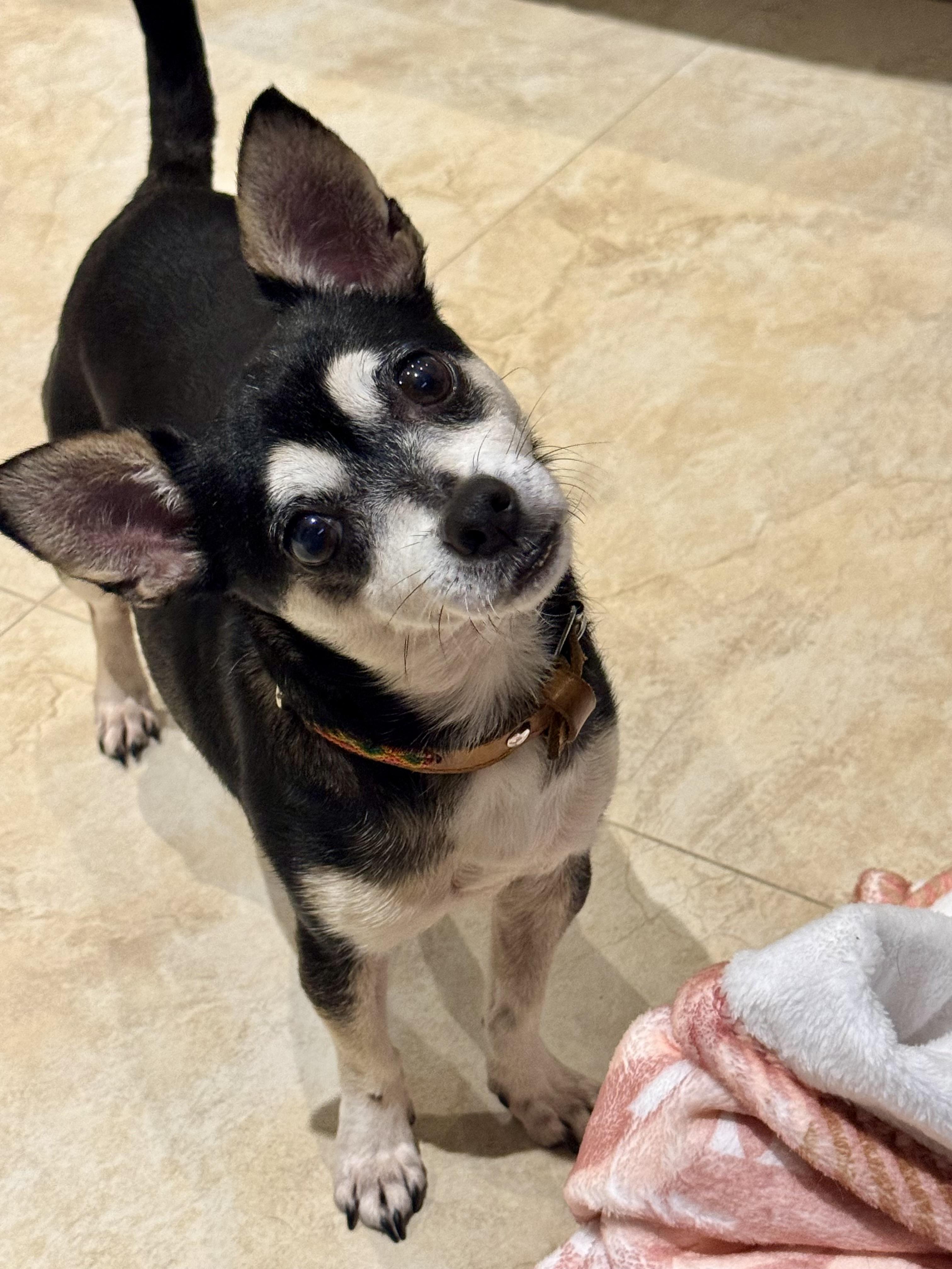 Mimi, a ADOPTABLE Chihuahua in San Juan, PR image 3/5