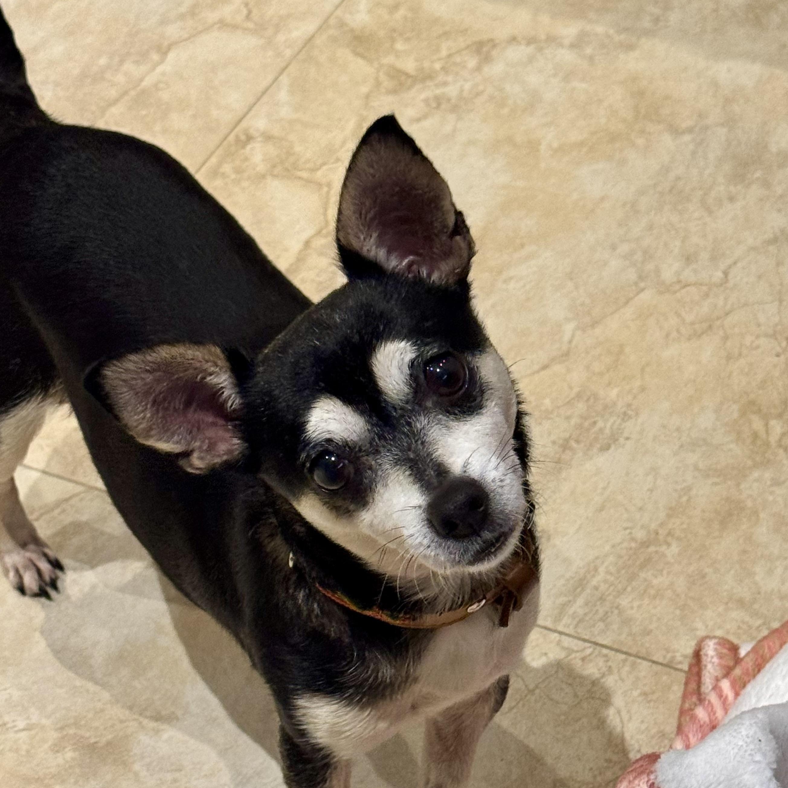 Mimi, a ADOPTABLE Chihuahua in San Juan, PR image 4/5