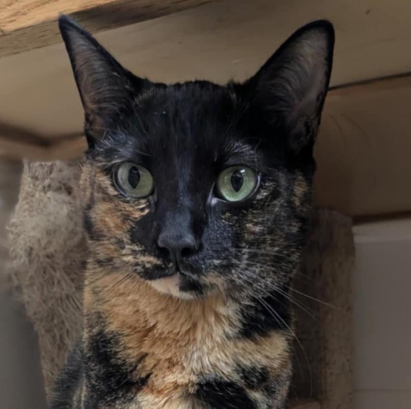 Tamale, Adoptable, Young Female Domestic Short Hair.