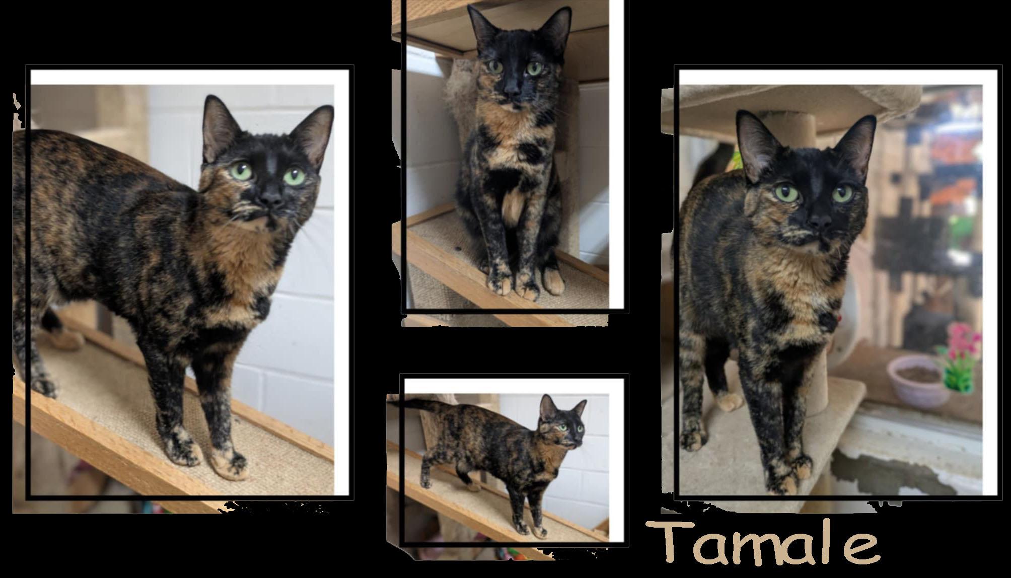 Tamale, a Adoptable mixed breed in Ozark, AL image 2/4