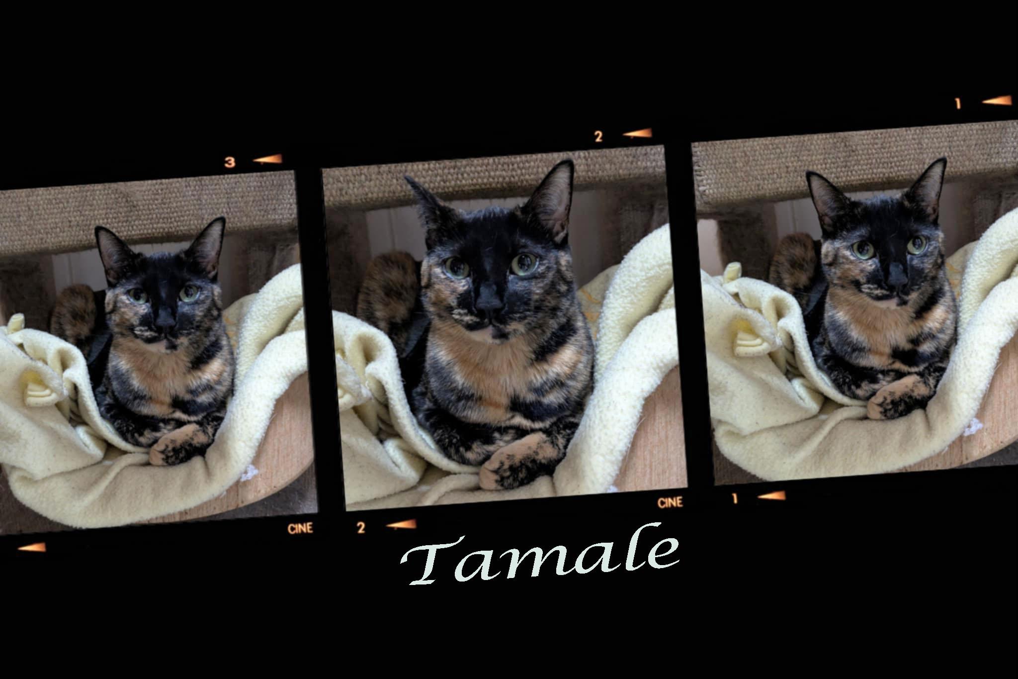 Tamale, a Adoptable mixed breed in Ozark, AL image 3/4