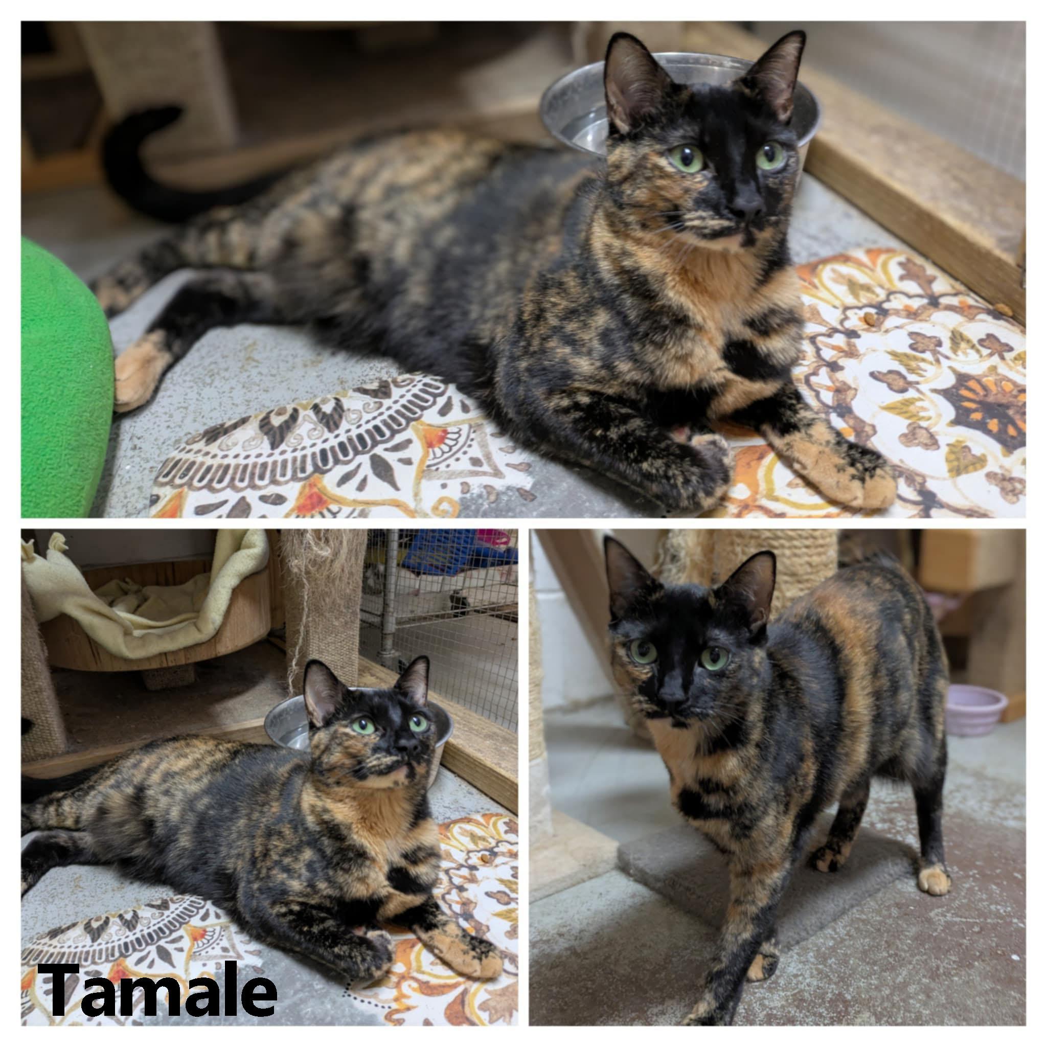 Tamale, a Adoptable mixed breed in Ozark, AL image 4/4