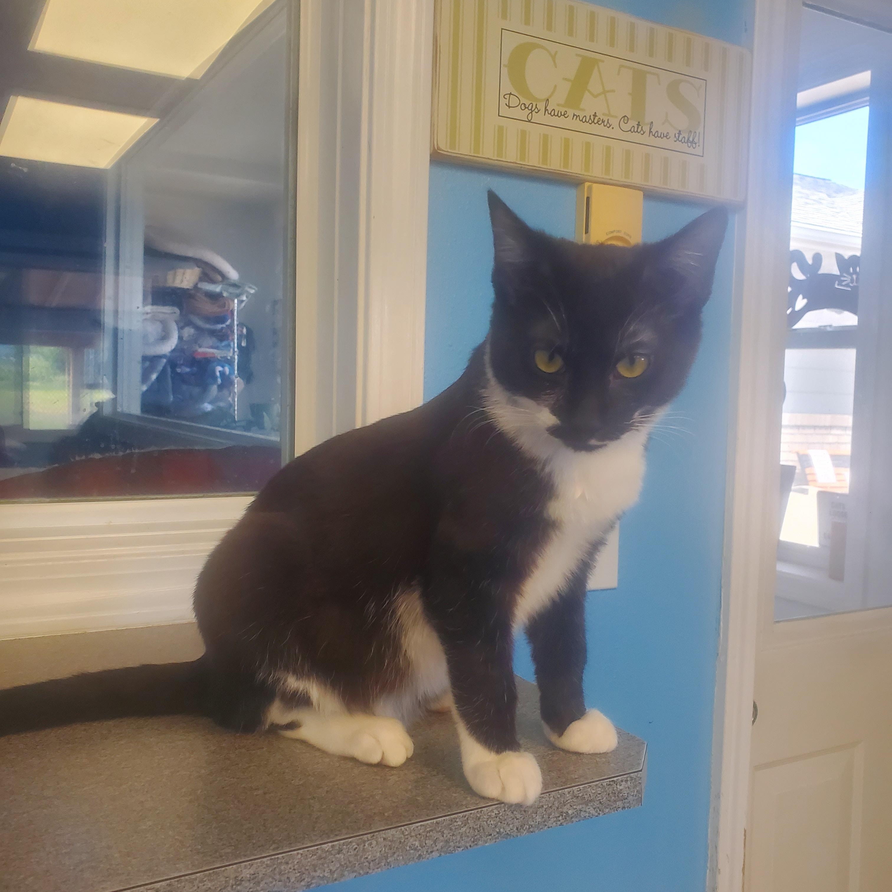 Gordon, ADOPTABLE, Kitten Male Domestic Short Hair.