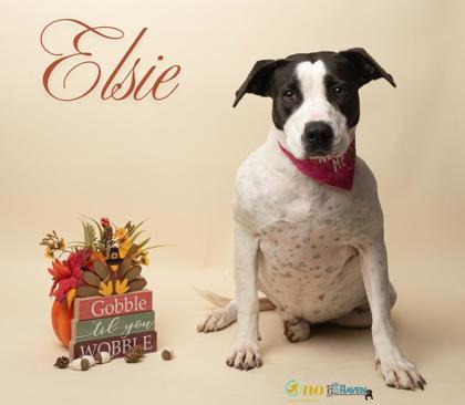 Elsie, Adoptable, Adult Female Pit Bull Terrier & Mixed Breed.