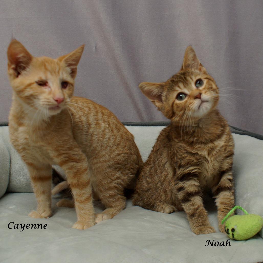 Cayenne C25-267, Adoptable, Young Male Domestic Short Hair.