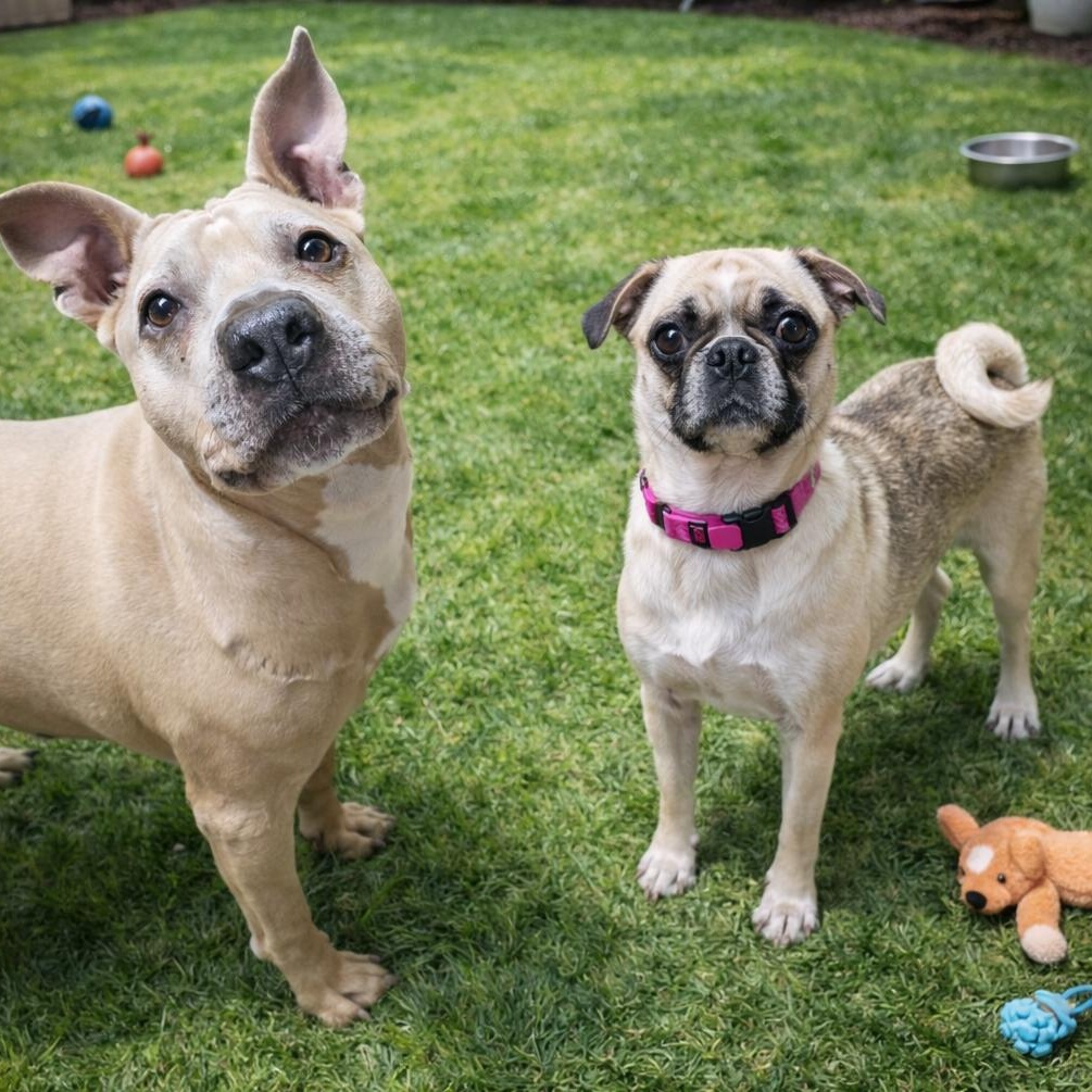 Enlarge Poppy, an adopted mixed breed in Magnolia, TX image 2/3